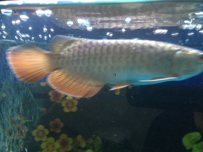 龍魚最便宜：不同品種的龍魚價格從幾十元到數十萬元不等