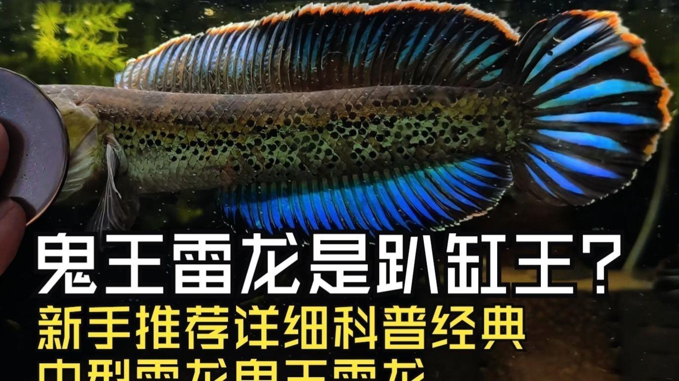 如何判斷鬼王雷龍魚的品質？