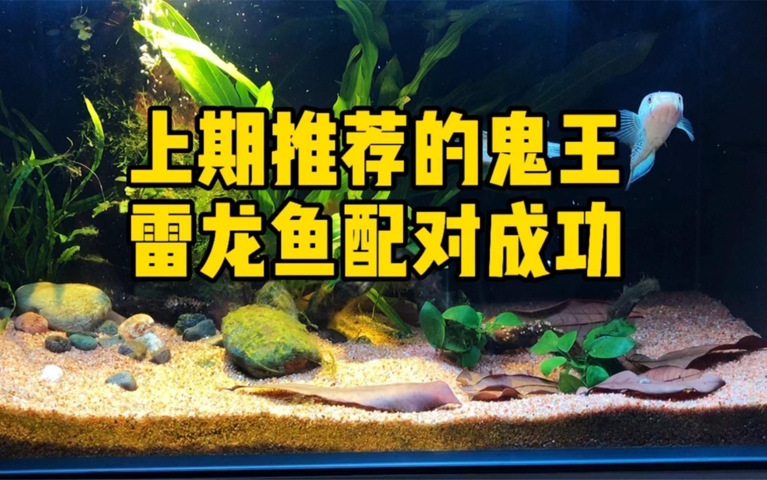 如何判斷鬼王雷龍魚的品質(zhì)？