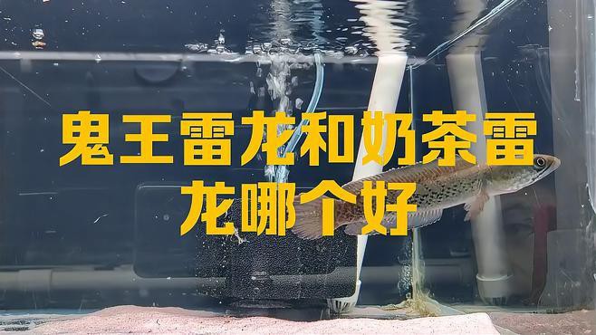 如何判斷鬼王雷龍魚的品質(zhì)？