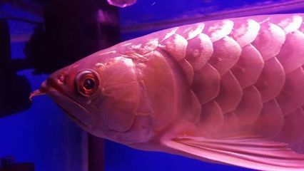 金龍魚蒙眼的處理方法是導致金龍魚蒙眼的常見原因之一：金龍魚蒙眼怎么辦
