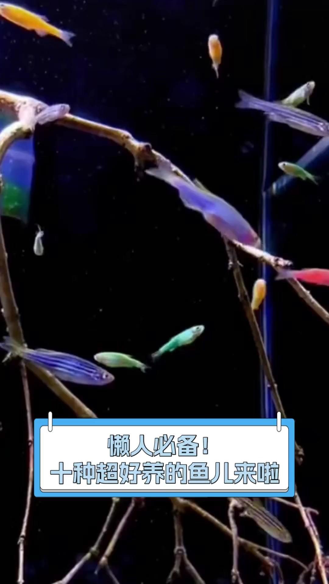 懶人魚耐養(yǎng)的魚