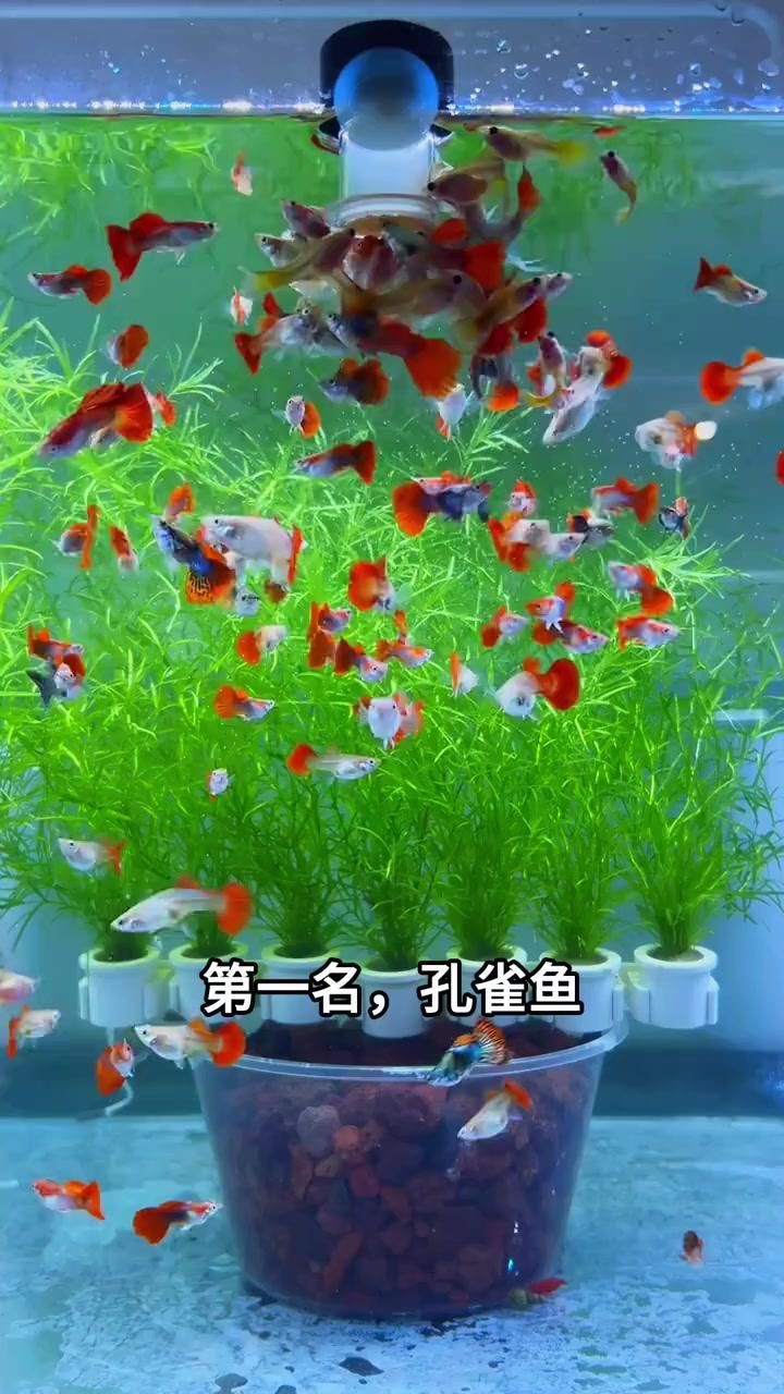 懶人魚耐養(yǎng)的魚