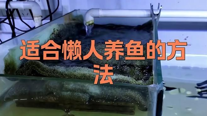 懶人魚耐養(yǎng)的魚
