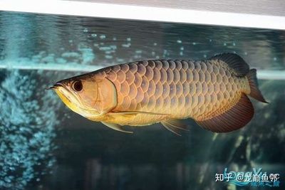 買賣龍魚犯法嗎：買賣龍魚合法嗎？