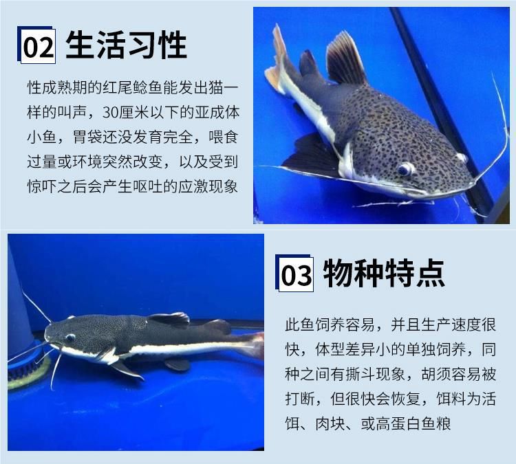 龍魚的配魚有哪些種類：適合與龍魚混養的魚類