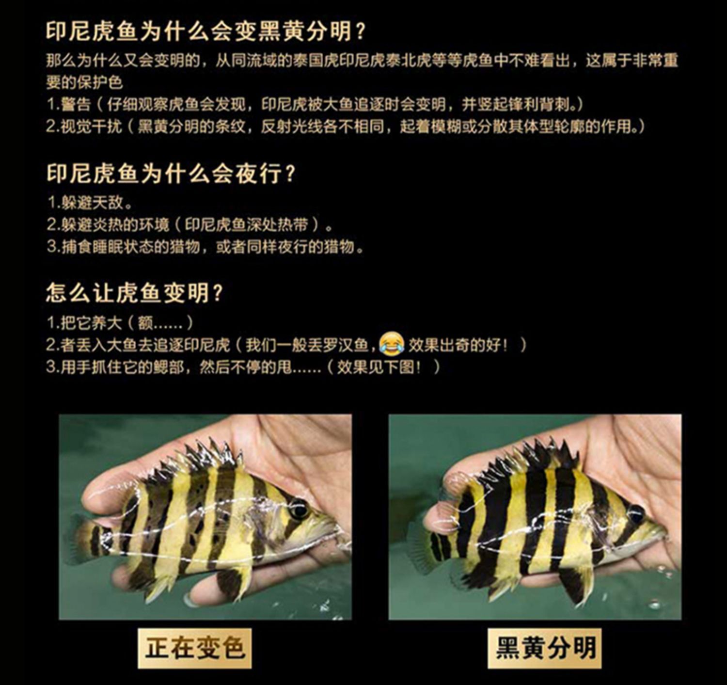 龍魚的配魚有哪些種類：適合與龍魚混養的魚類