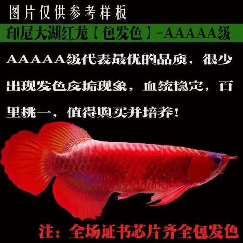 最便宜的紅龍魚苗價格圖片大全集