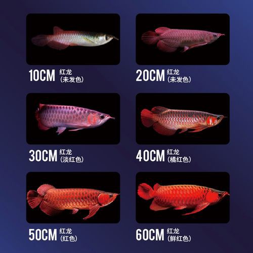 最便宜的紅龍魚苗價格圖片大全集