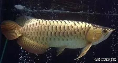 龍魚哪里的好養一點：如何養護龍魚