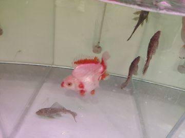 龍魚哪里的好養一點：如何養護龍魚