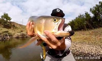 龍魚價格走勢分析（龍魚價格會繼續(xù)下降嗎？）