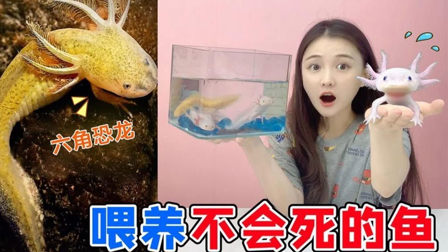 六角龍魚簡介