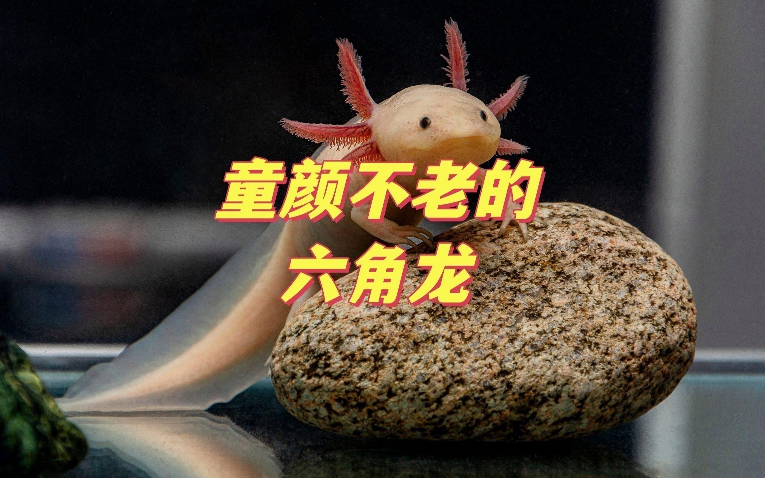 六角龍魚簡介