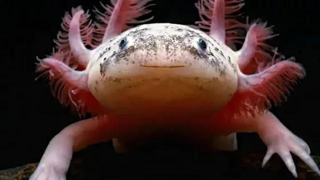 六角龍魚簡介