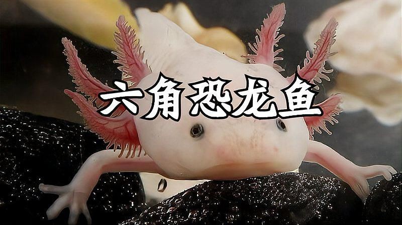 六角龍魚簡介