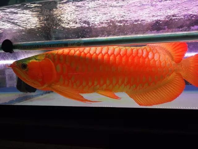 小紅龍魚價(jià)格多少錢一條圖片 小紅龍魚價(jià)格多少錢一條圖片 龍魚百科 第32張