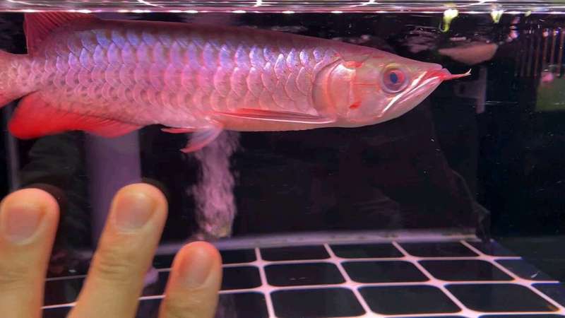小紅龍魚價(jià)格多少錢一條圖片 小紅龍魚價(jià)格多少錢一條圖片 龍魚百科 第29張