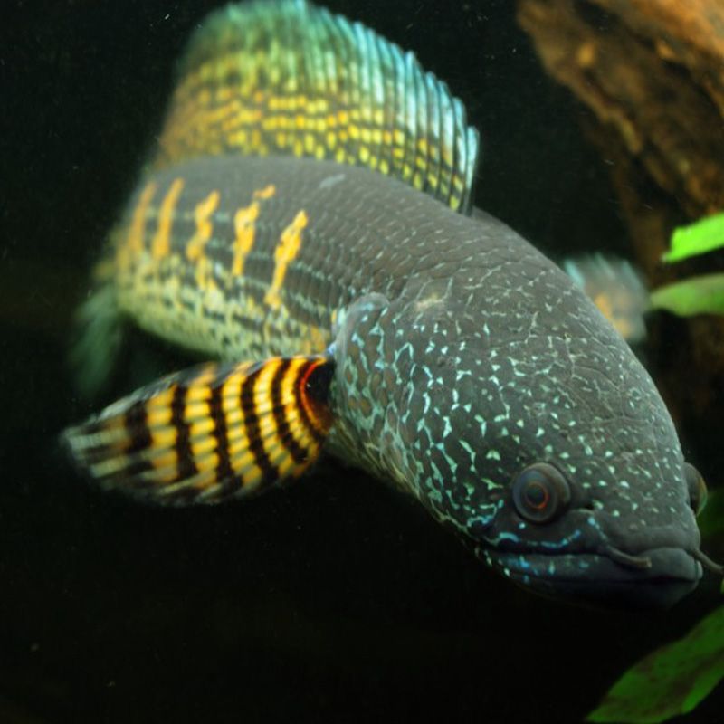 龍魚(yú)眼睛白色斑點(diǎn)是什么病：龍魚(yú)眼睛上的白色斑點(diǎn)是什么病 龍魚(yú)眼睛白色斑點(diǎn)是什么病：龍魚(yú)眼睛上的白色斑點(diǎn)是什么病 龍魚(yú)百科 第1張