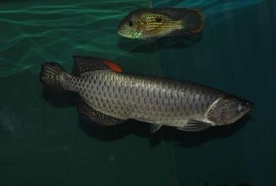 黑化龍魚價格(黑化龍魚價格一般是多少) 龍魚百科 第3張 黑化龍魚價格(黑化龍魚價格一般是多少) 黑化龍魚價格(黑化龍魚價格一般是多少) 龍魚百科 第3張