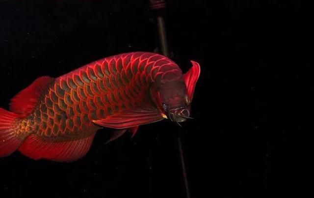 黑化龍魚價格(黑化龍魚價格一般是多少) 龍魚百科 第2張 黑化龍魚價格(黑化龍魚價格一般是多少) 黑化龍魚價格(黑化龍魚價格一般是多少) 龍魚百科 第2張