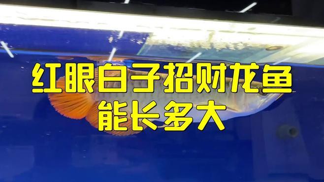 白子招財(cái)龍能長(zhǎng)多大？