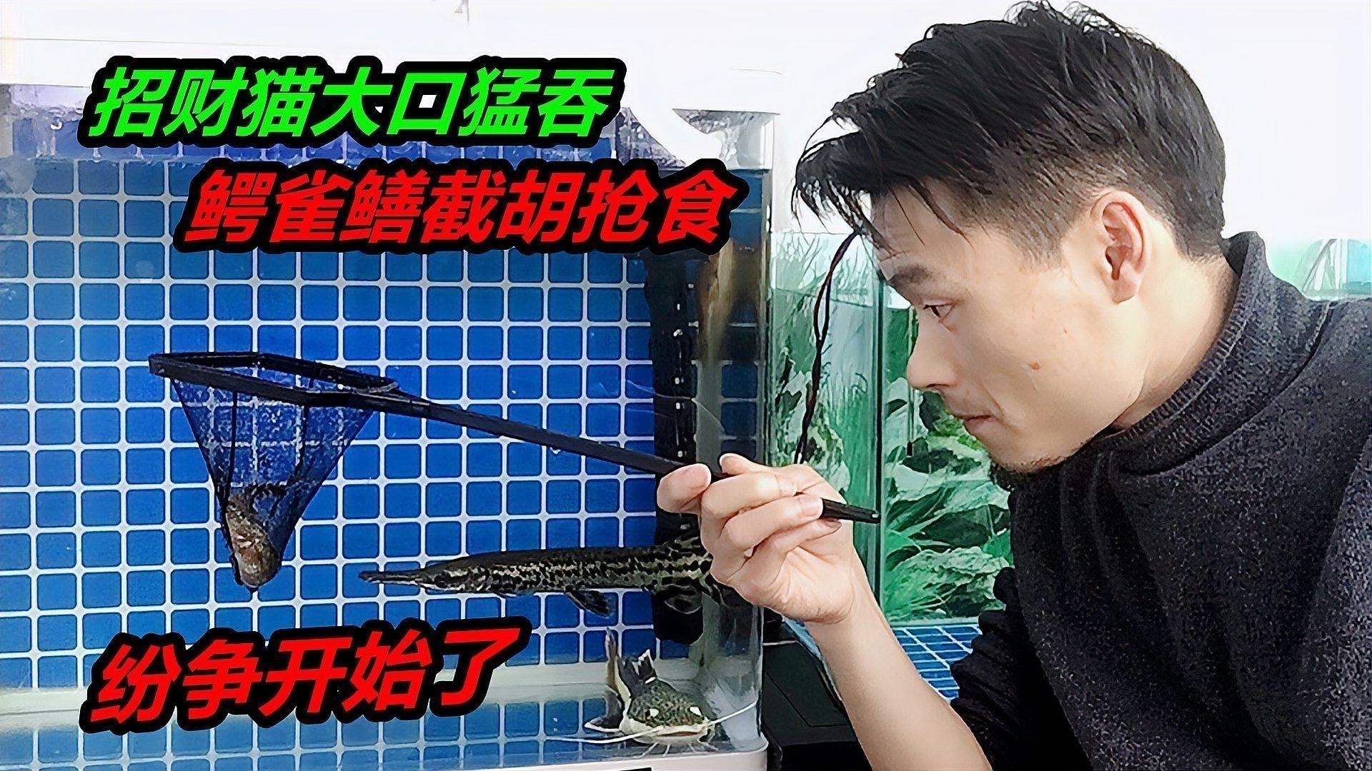 招財貓龍魚