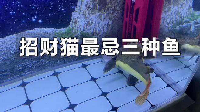 招財貓龍魚