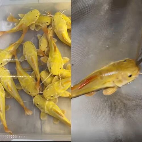 招財貓龍魚