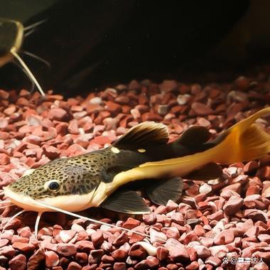 招財貓龍魚