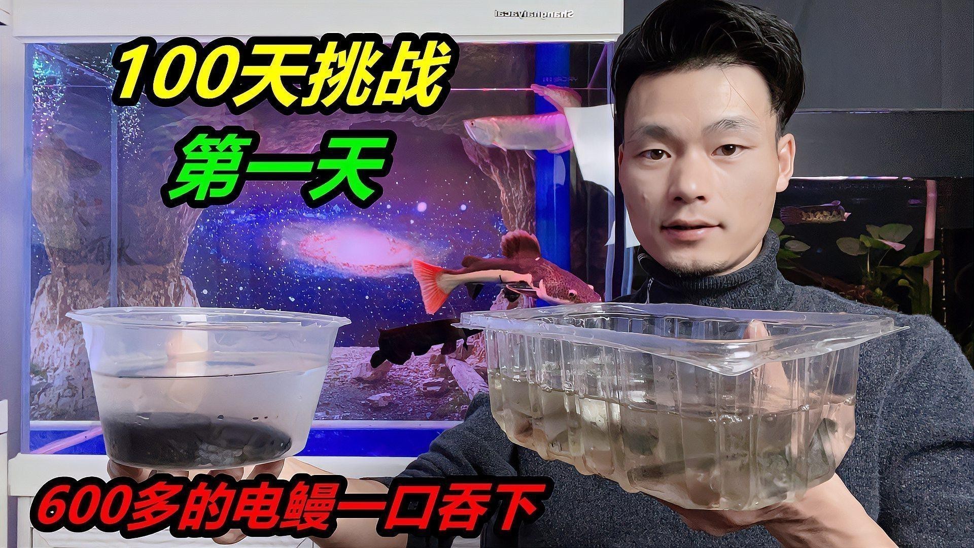 招財貓龍魚