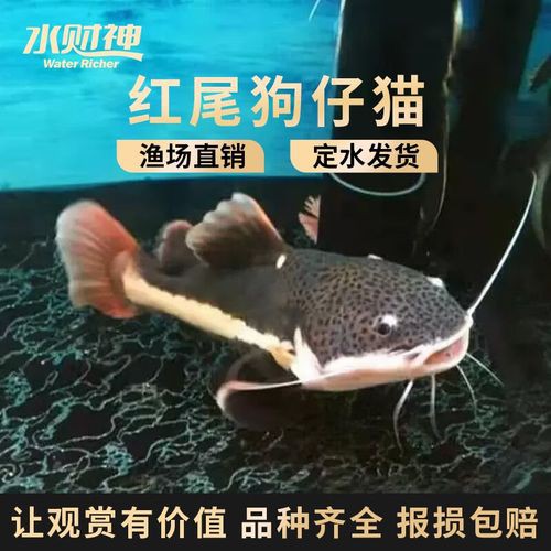 招財貓龍魚