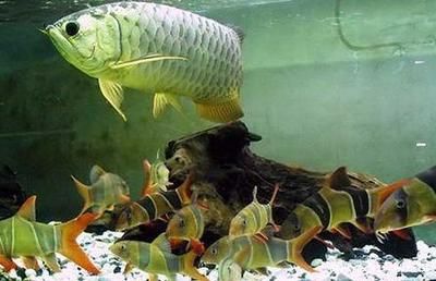 龍魚打架后不開口趴缸,如何判斷龍魚趴缸的疾病癥狀有哪些 龍魚百科 第4張 龍魚打架后不開口趴缸,如何判斷龍魚趴缸的疾病癥狀有哪些 龍魚打架后不開口趴缸,如何判斷龍魚趴缸的疾病癥狀有哪些 龍魚百科 第4張