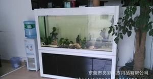 龍魚在魚缸底部不動為什么：龍魚在魚缸底部不動可能由多種因素造成，如何判斷龍魚是否生病