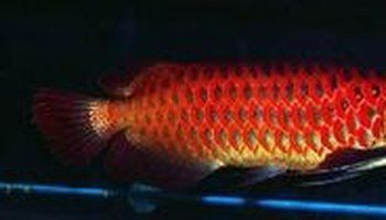 紅龍魚屬性（90后少女玩家淺析紅龍魚是什么樣的飼養方法全攻略）