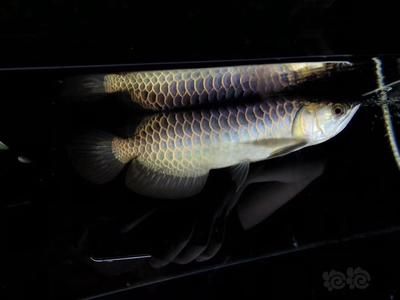 古典龍魚是什么品種（龍魚品種及龍魚常見品種介紹【龍魚品種介紹） 古典龍魚是什么品種（龍魚品種及龍魚常見品種介紹【龍魚品種介紹） 龍魚百科 第3張