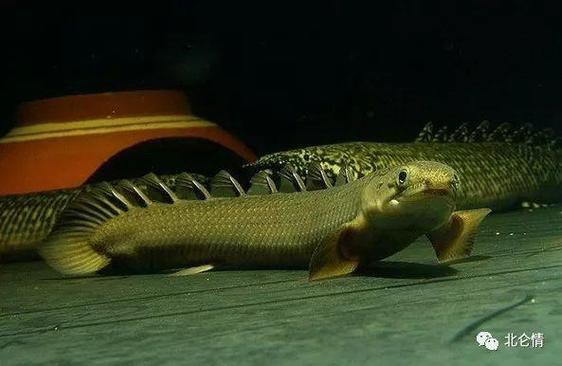 金龍魚(yú)的圖片看奇奇龍魚(yú)看