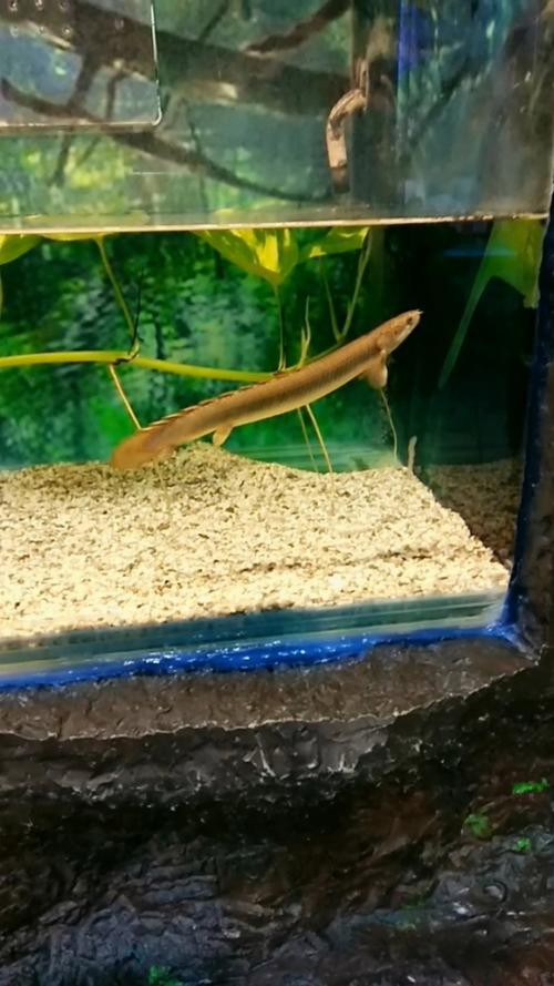 金龍魚(yú)的圖片看奇奇龍魚(yú)看