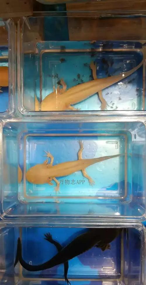 金龍魚(yú)的圖片看奇奇龍魚(yú)看