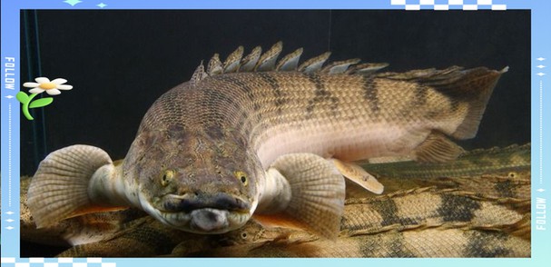 金龍魚(yú)的圖片看奇奇龍魚(yú)看