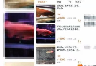廣州紅龍魚批發(fā)市場在哪里有：廣州紅龍魚批發(fā)市場