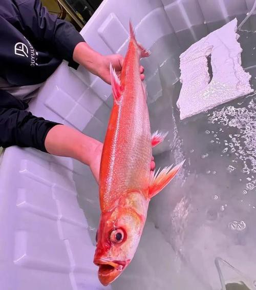 金龍魚翹嘴圖片大全欣賞圖