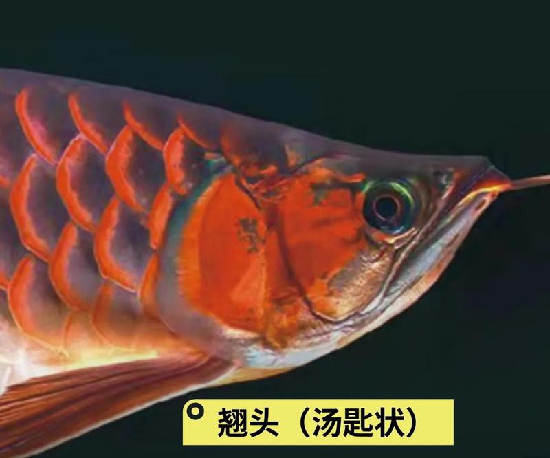 金龍魚翹嘴圖片大全欣賞圖