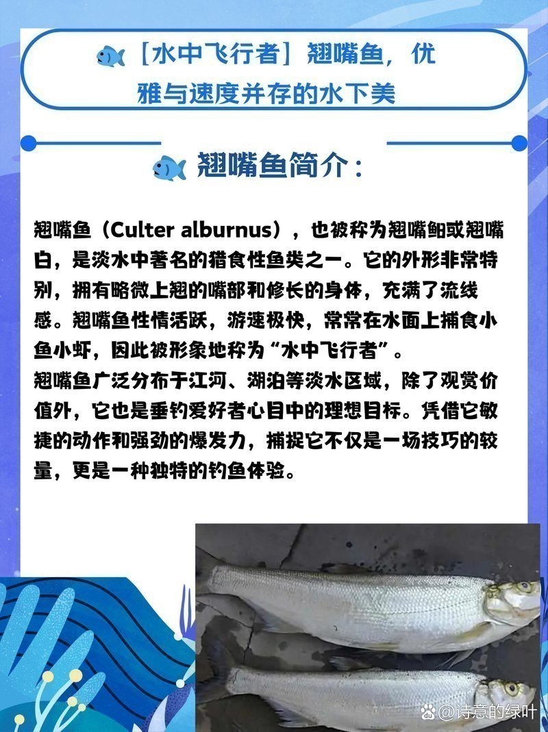金龍魚翹嘴圖片大全欣賞圖
