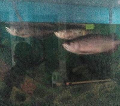石家莊龍魚祥龍魚場電話號碼（石家莊龍魚祥龍魚場）