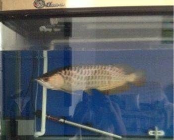 石家莊龍魚祥龍魚場電話號碼（石家莊龍魚祥龍魚場） 石家莊龍魚祥龍魚場電話號碼（石家莊龍魚祥龍魚場） 龍魚百科 第4張