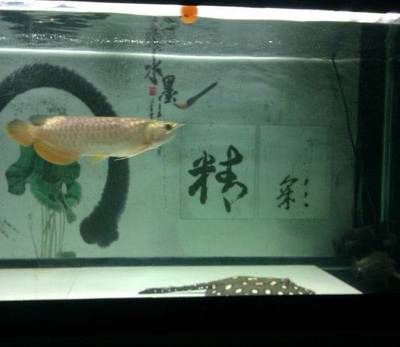 石家莊龍魚祥龍魚場電話號碼（石家莊龍魚祥龍魚場） 石家莊龍魚祥龍魚場電話號碼（石家莊龍魚祥龍魚場） 龍魚百科 第5張