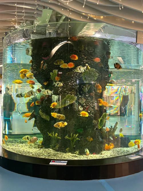 南京龍魚寄養公司