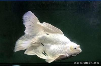 蝴蝶鯉和龍魚哪個貴：蝴蝶鯉和龍魚價格取決于多種因素，蝴蝶鯉和龍魚哪個更貴 蝴蝶鯉和龍魚哪個貴：蝴蝶鯉和龍魚價格取決于多種因素，蝴蝶鯉和龍魚哪個更貴 龍魚百科 第1張