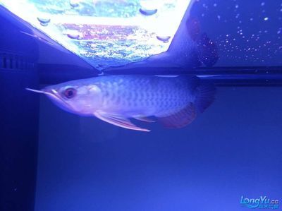 金龍魚幾年發色完成了：金龍魚發色完成時間大約需要5到8年，但這只是一個平均值